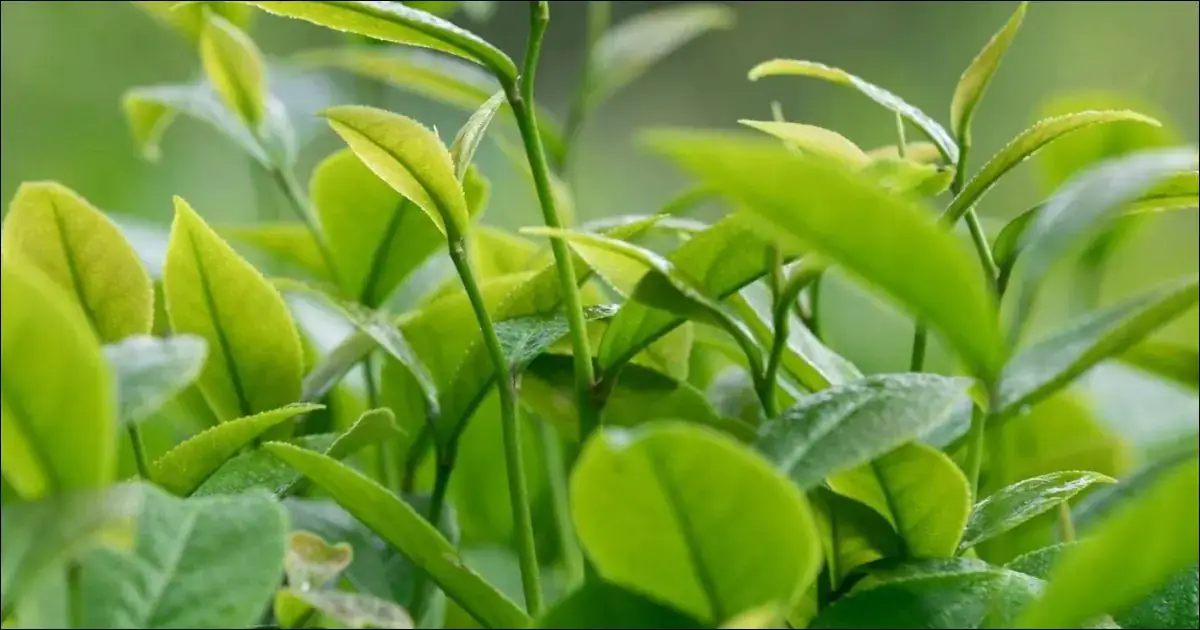 Čajovník australský